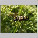 Leptura quadrifasciata - Vierbindiger Schmalbock 04.jpg